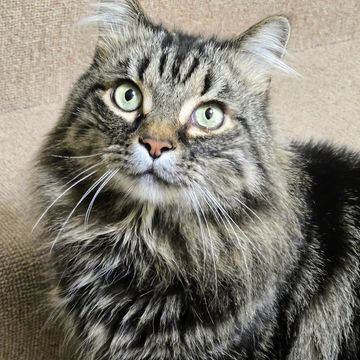 A beautiful gray tabby cat being pampered with premium cat care in Berea.