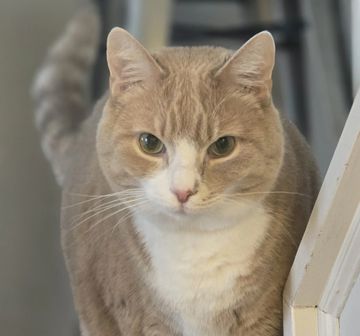 An orange tabby cat enjoying drop-in premium cat services from Southwest Petsitting in Olmted Falls