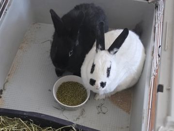 Rabbits and other small pets enjoy personalized, in-home drop-in care from Southwest Petsitting
