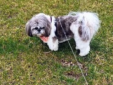 A small dog enjoying an outdoor exercise walk and backyard playtime with Southwest Petsitting