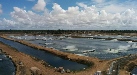 successful Aquaculture shrimp farming of aqua junction company.