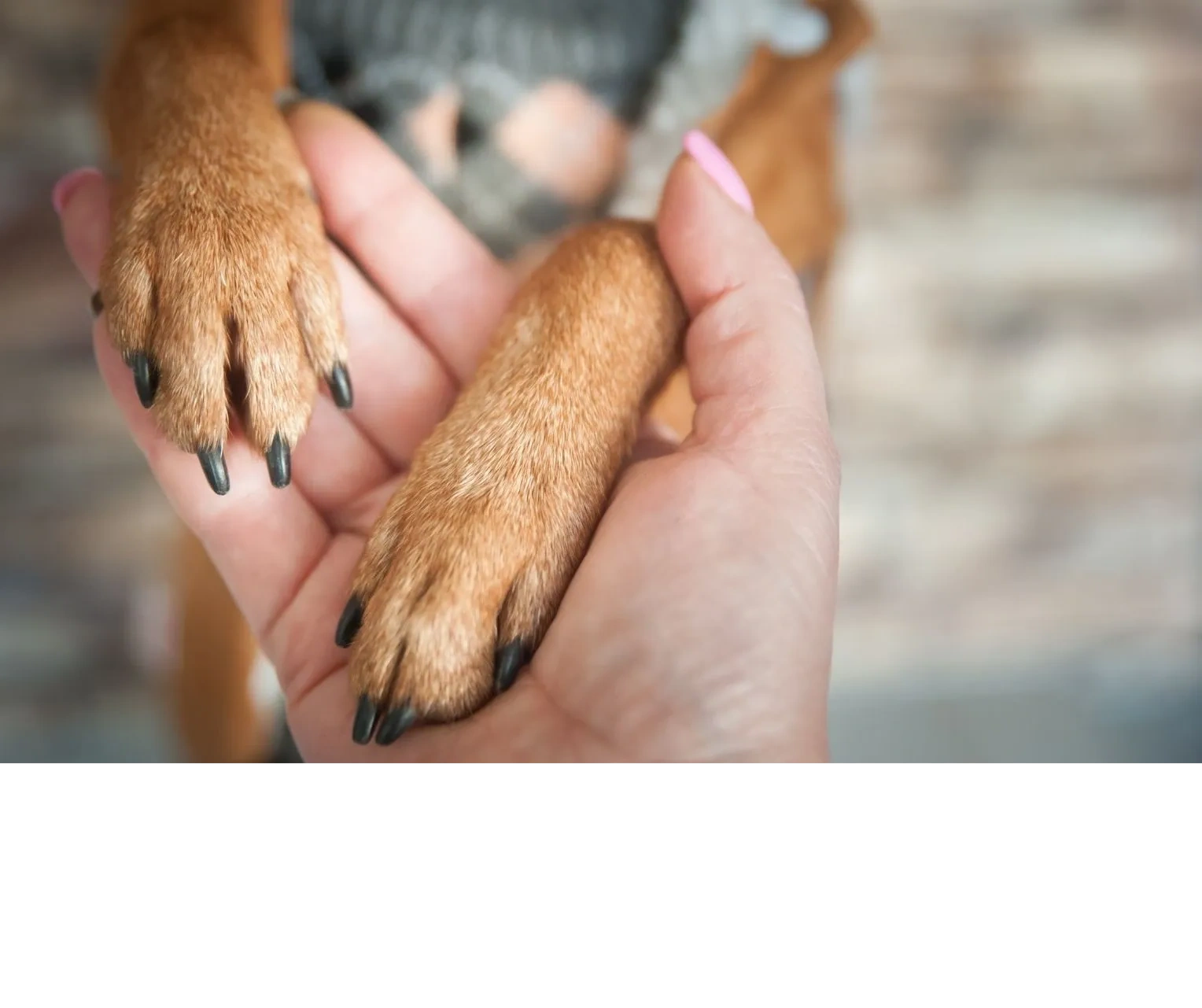 Ozzie Tails of Hope Ltd logo
