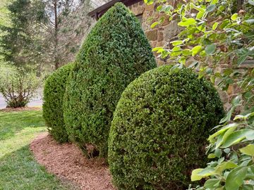 Three green bushes shaped into rounded and conical forms beside a stone house.