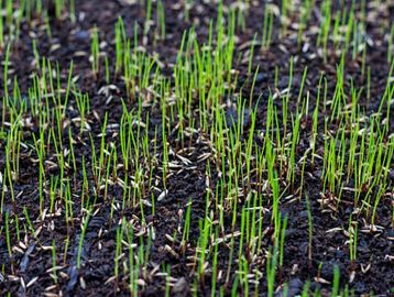 Young green grass sprouts emerging from dark soil.