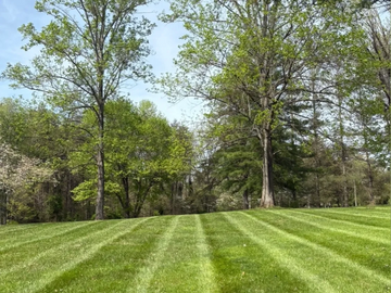 A freshly mowed lawn with striped grass and tall green trees under a clear blue sky.