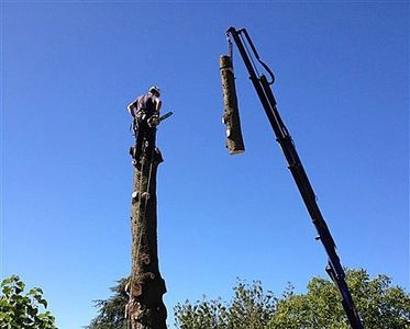 Abattage par la grue