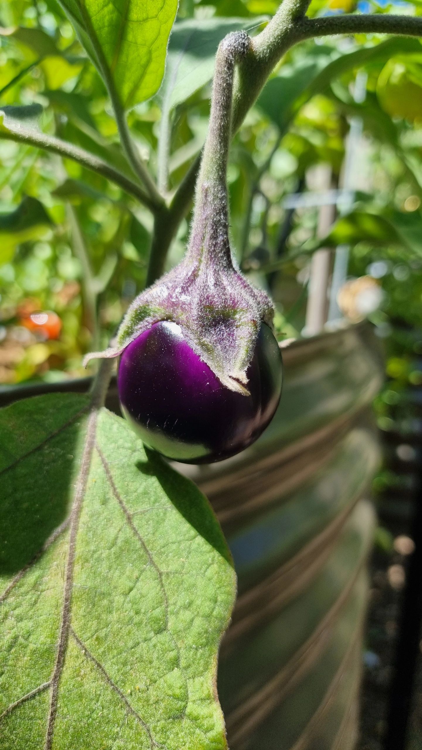 How to Preserve Eggplant