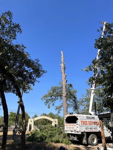 Tree pruning service with truck and bare tree on a clear day.