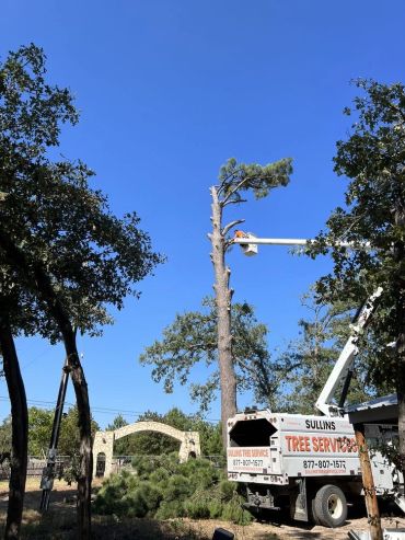 Tree trimming service working on a tall tree.