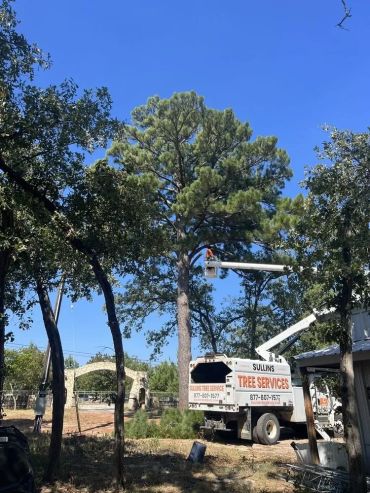 Tree service truck trimming a tall pine tree.