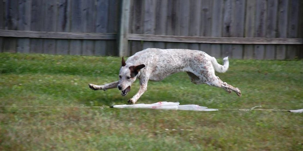 1) home made lure coursing machine LCM400 running 