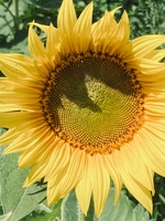 Sunny Creations by Rene