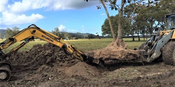 Our customer required the relocation of this fig tree to a more suitable position.