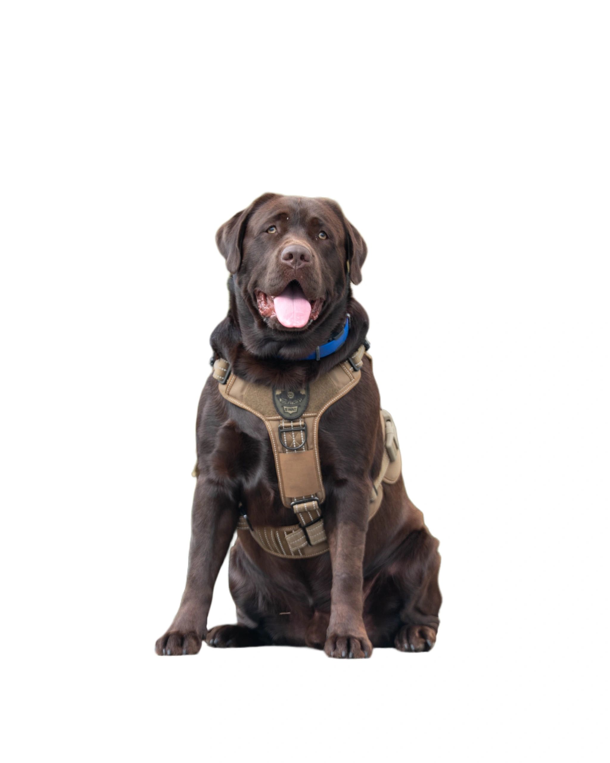 Chocolate Labrador wearing a tactical SWAT harness and a blue collar.