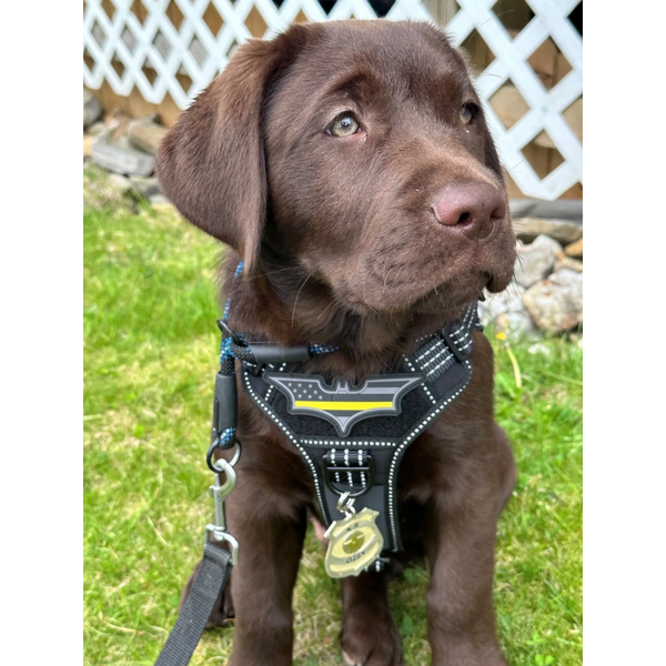 Chocolate Labrador puppy wearing a black harness with a badge on green grass.