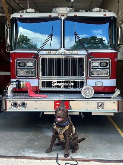 A fire truck with a chocolate Labrador wearing a harness in front of it.