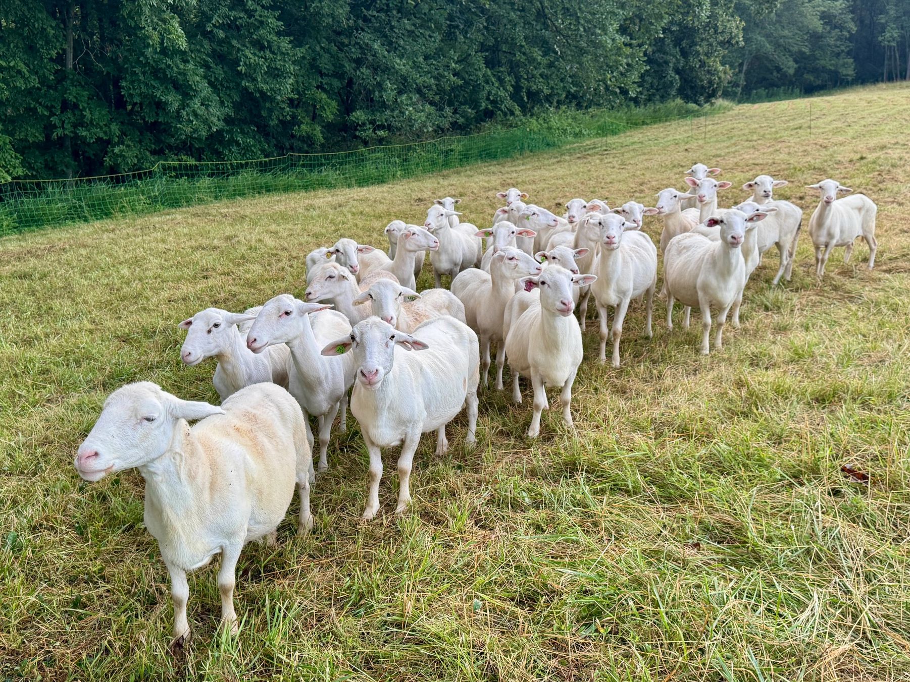 Eller Farm's flock of Katahdin Sheep