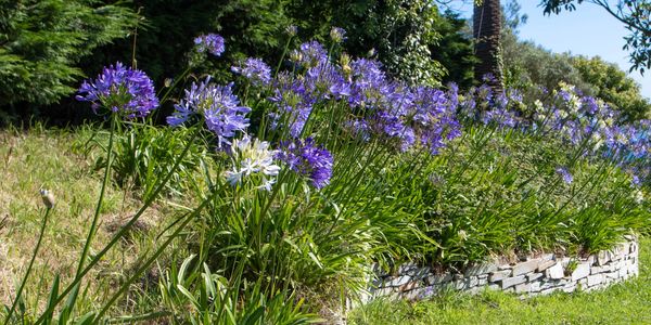 A landscape with Lily of the Nile planted over a retaining wall