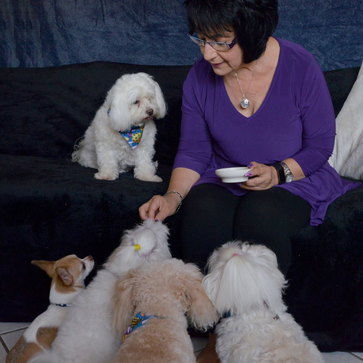 Time for treats. Linda hanging out with the rescue dogs. Maltese,  Bichon Poodle, Chihuahua