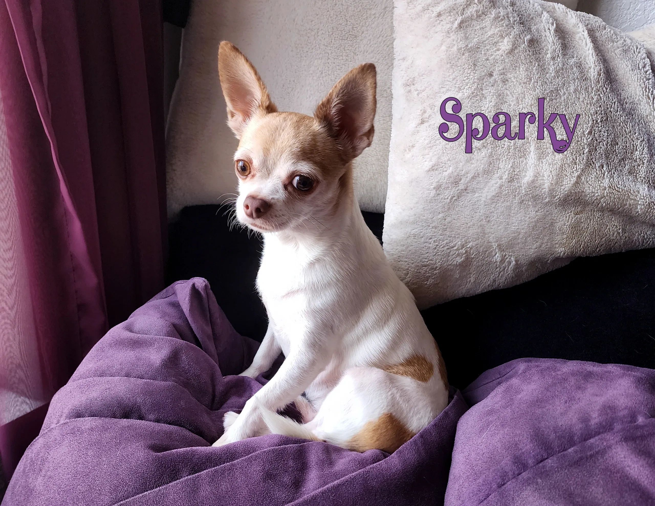 Sparky on purple cushion in the zen den.