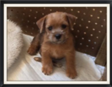 Norfolk Terrier Puppies Norfolk Terrier