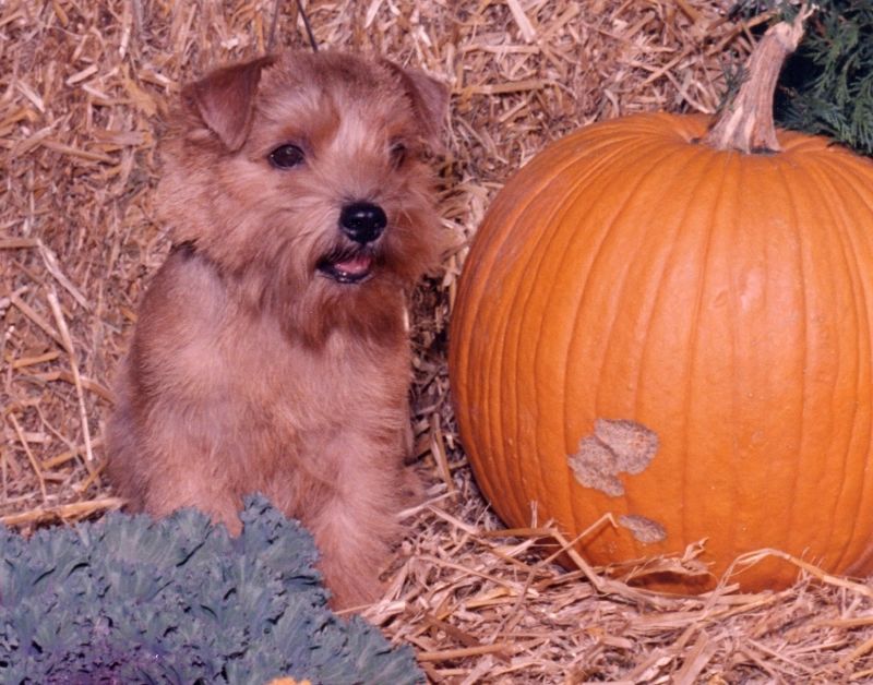 Regency Norfolk Terriers