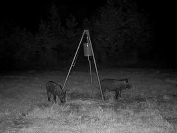 Two animals near a feeder at night.