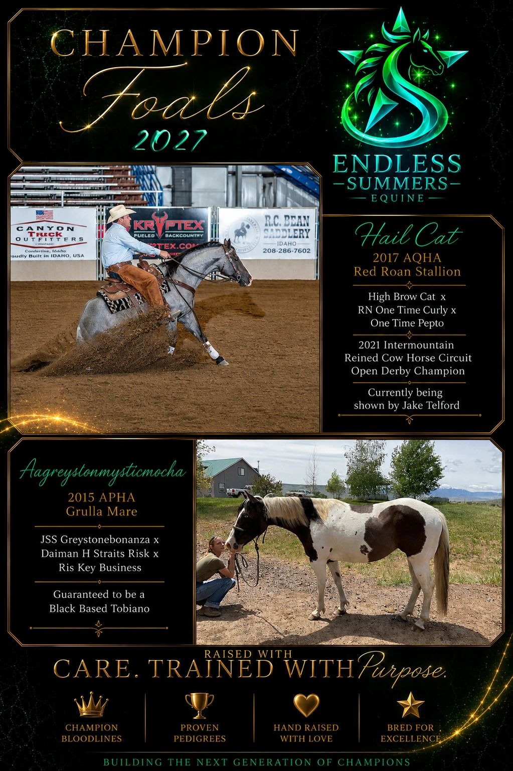 Champion foals of 2027 by Endless Summers Equine, featuring Hail Cat and Aagreystonmysticmocha.