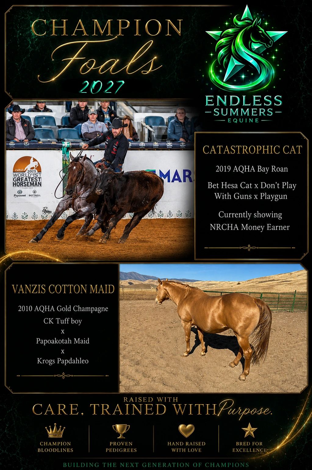 Champion foals of 2027 from Endless Summers Equine with notable pedigrees and achievements.