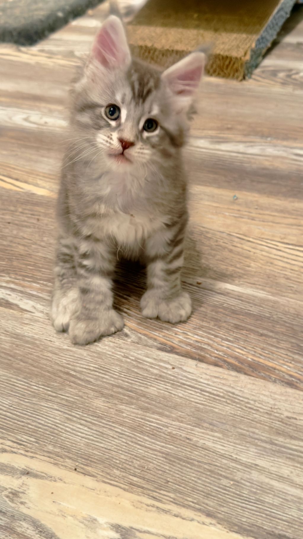 Tigger is a blue silver polydactyl male