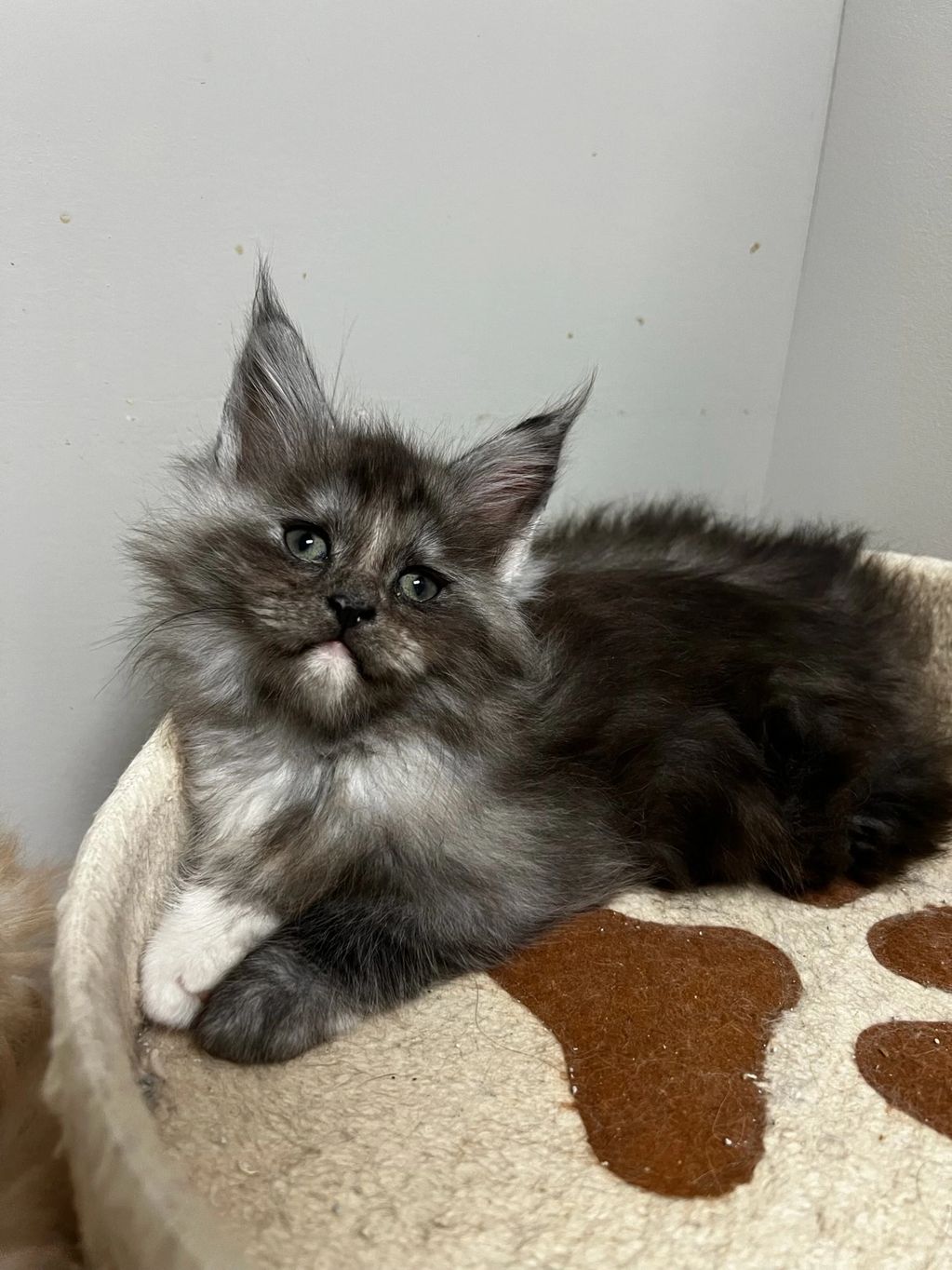 Our newest future Queen Black smoke tortie 
