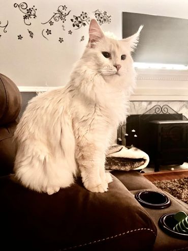 Ice is our Red Silver Polydactyl King he is very laid back , a handsome heard breacker