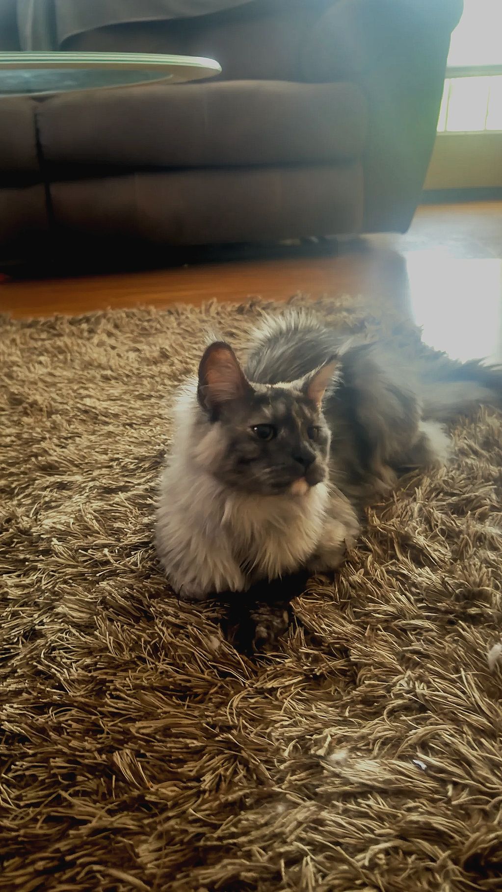Bella is our Black Smoke Tortie  very Playful and loving .She joined our Maine coon Family as the ne