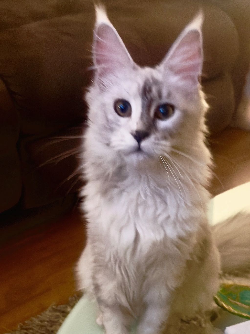 Silvie  Black Silver Shaded
