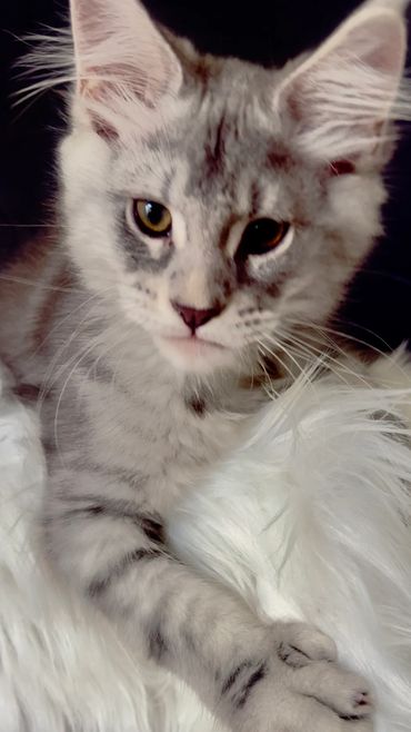 Blue Silver Polydactyl male
