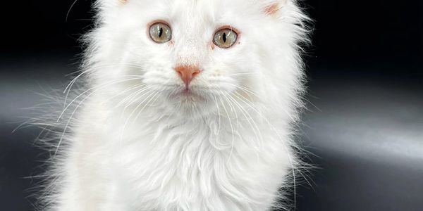 We are  a small Cattery 