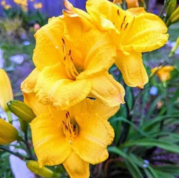 Sweet Patootie daylilies.