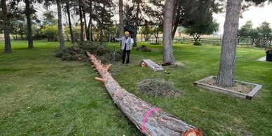 Tree felling
