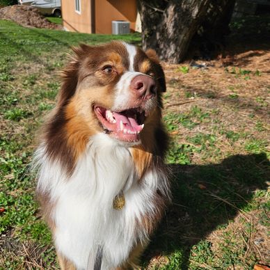 Happy Australian Shepherd dog sitting outside on grass in sunlight.