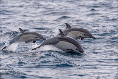 Dolphins swimming in a pod.