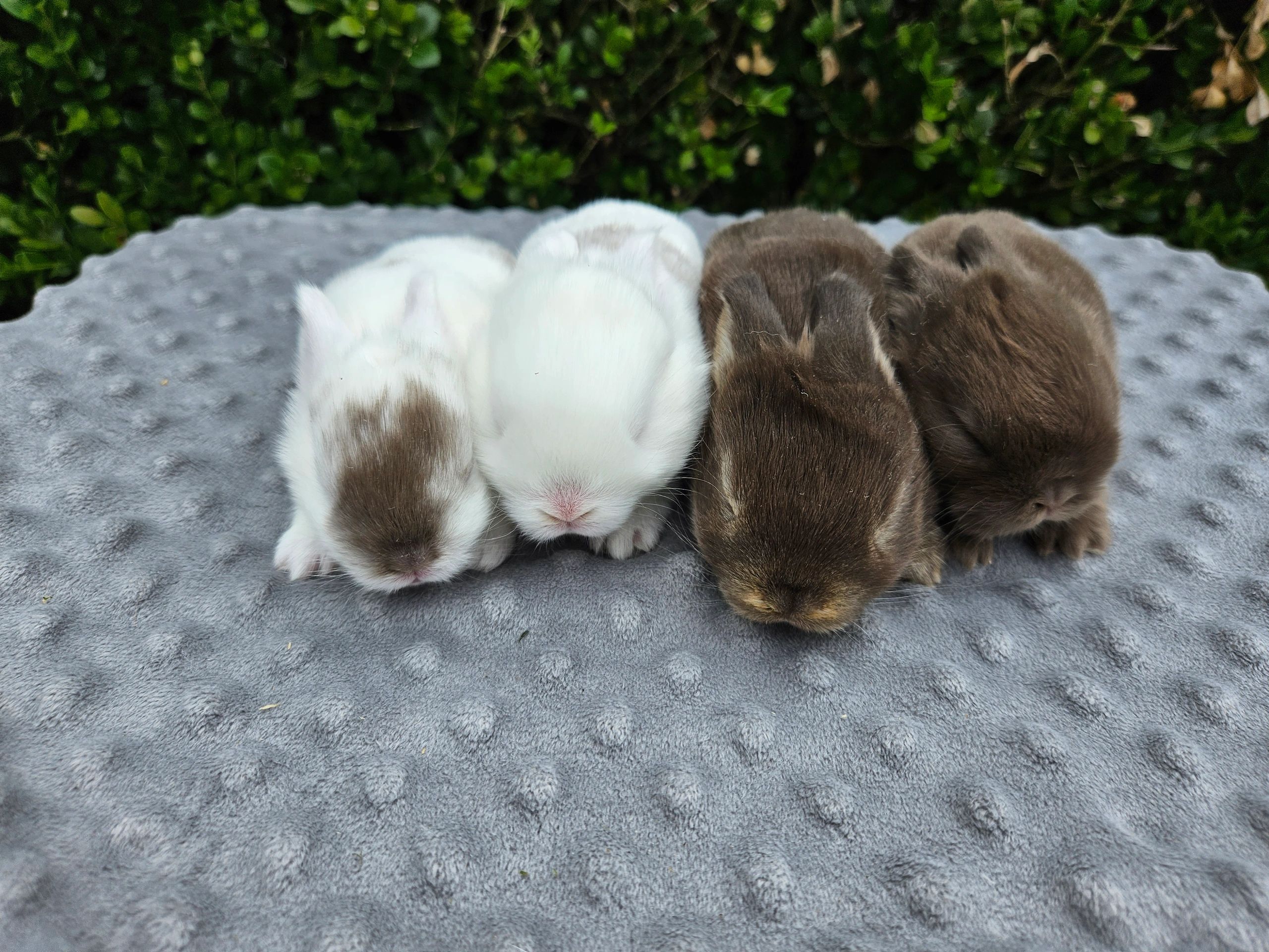Michelle's happy rabbitry Rabbits, Breeder, Rabbits