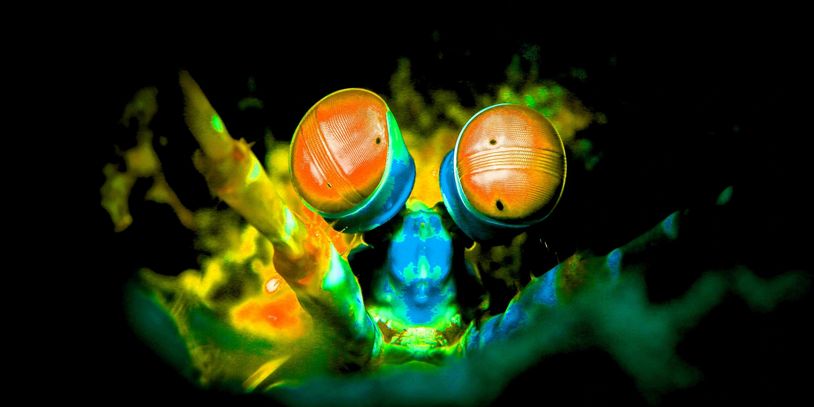 Close-up of a colorful mantis shrimp with glowing eyes.