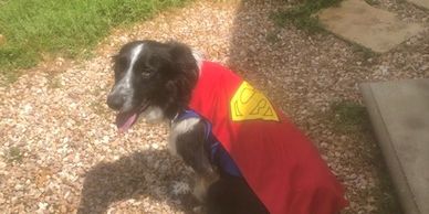 A black dog wearing a red superhero cape outdoors.