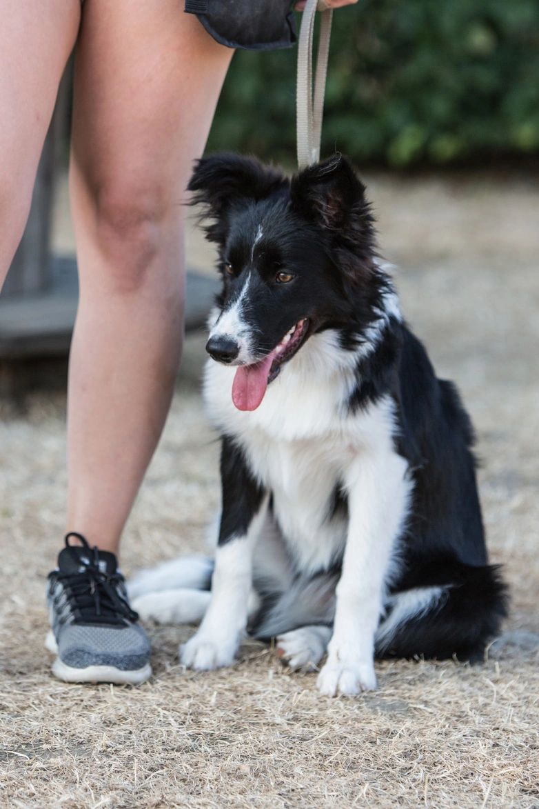 Goose trained border collies sales for sale