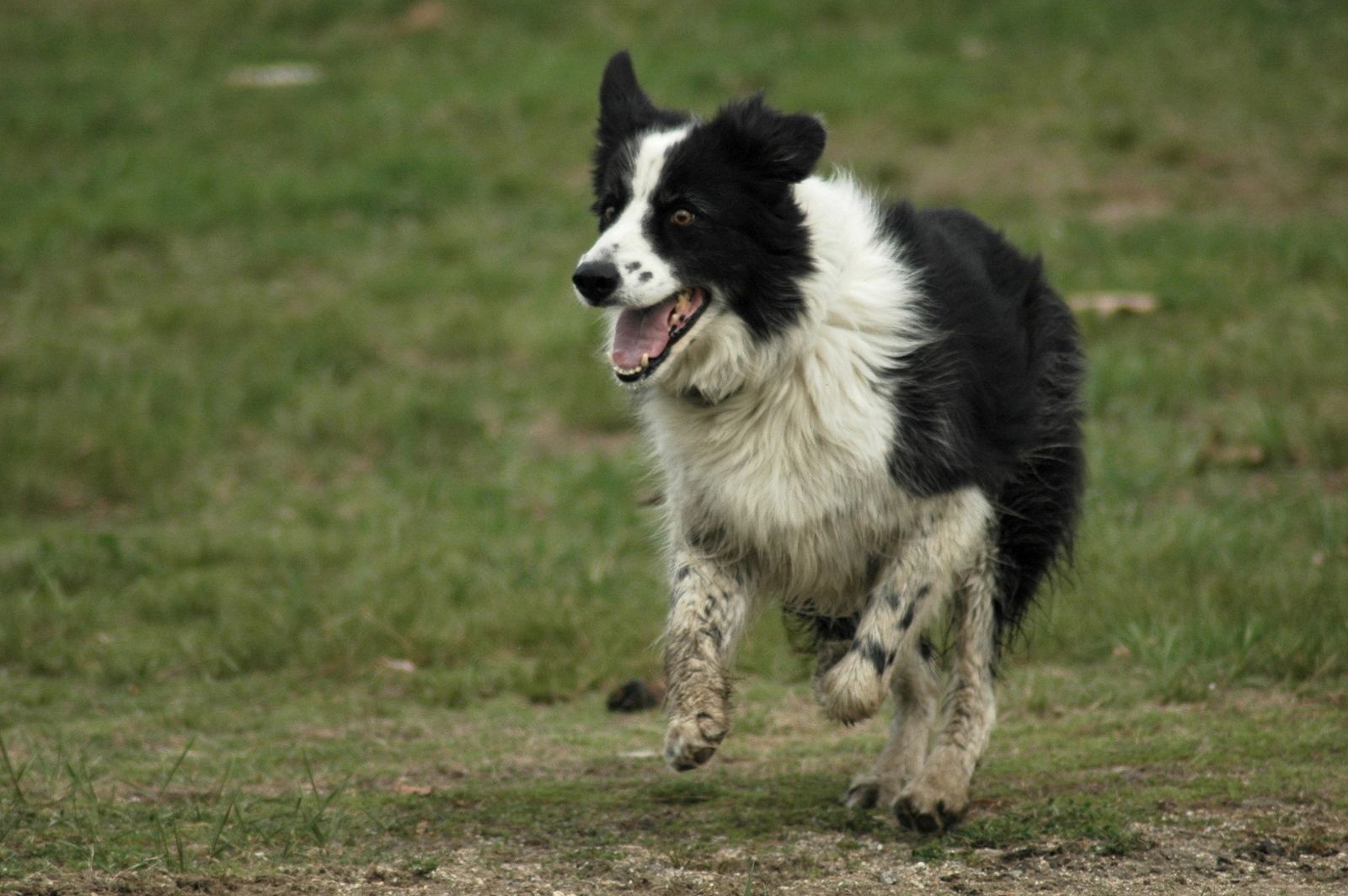 trader joe's puppy food