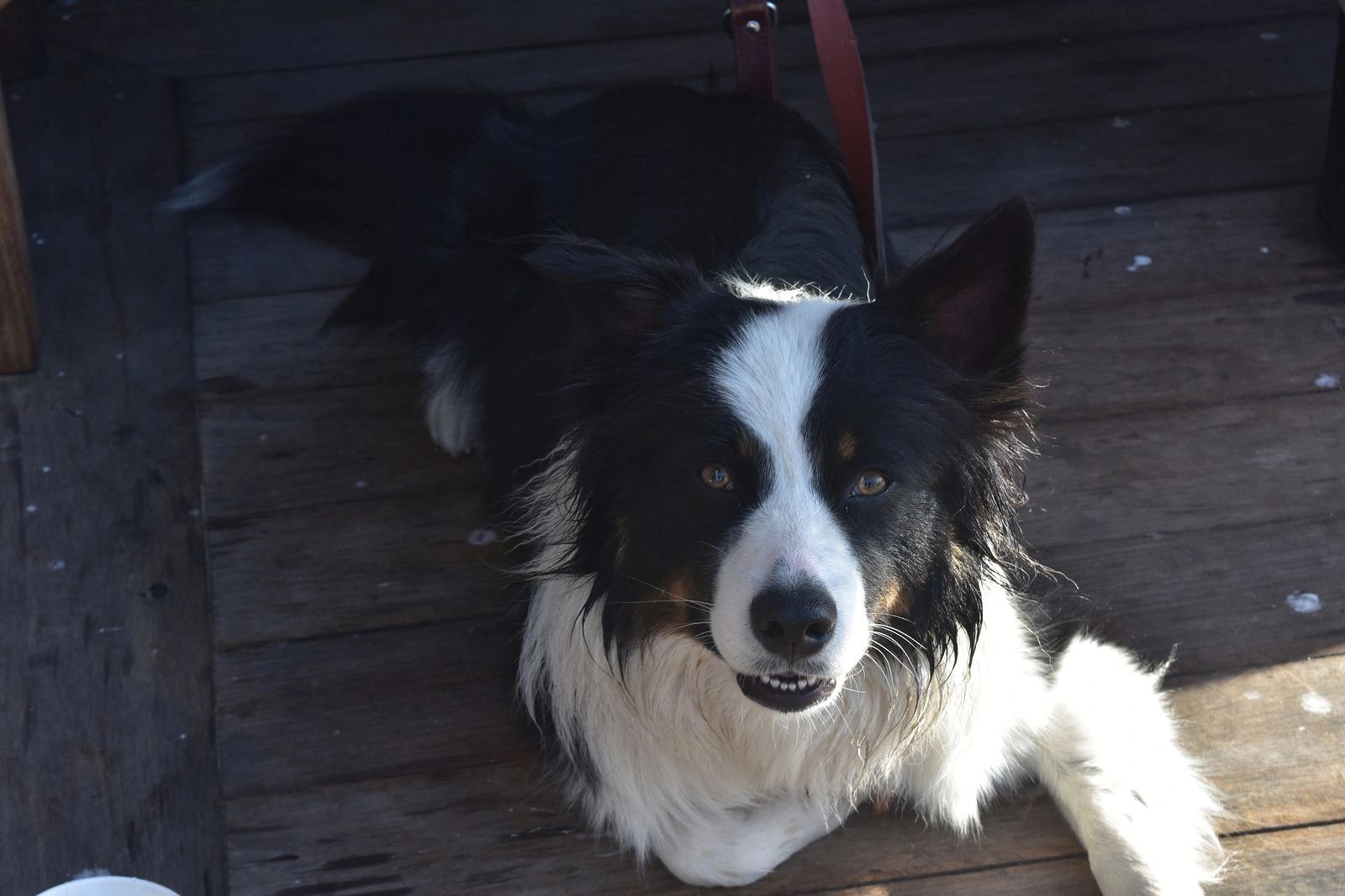 Goose trained border collies sales for sale