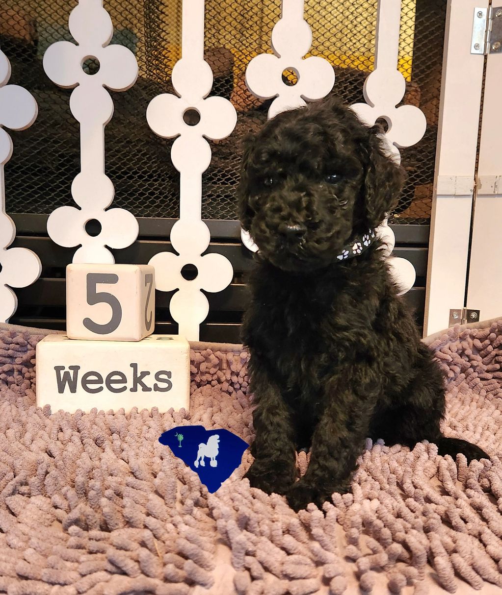 Standard Poodle Puppy 