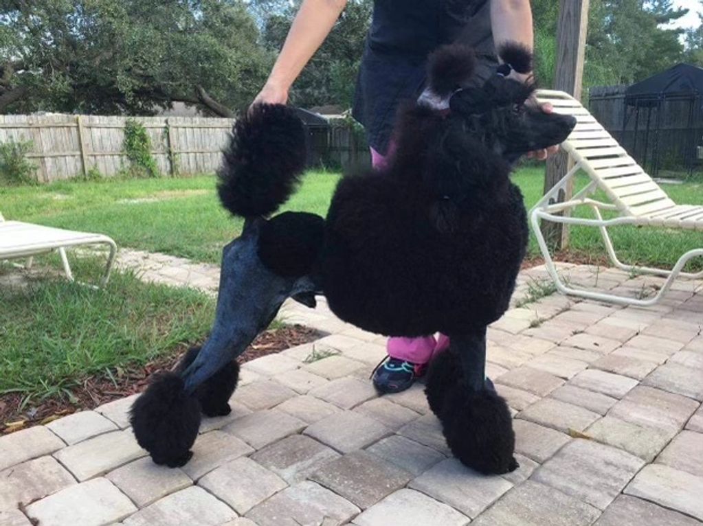 Gulfbreeze Standard poodles 