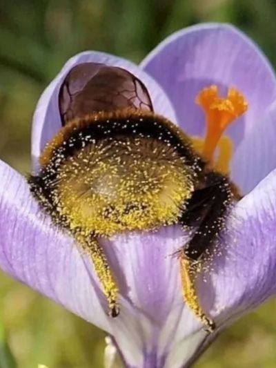 So many plants you can plant that the bees with thank you for! Here are a few..