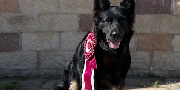 Verena AKC Detective April 2025